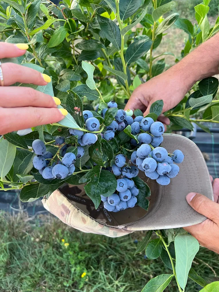 Бране на боровинки