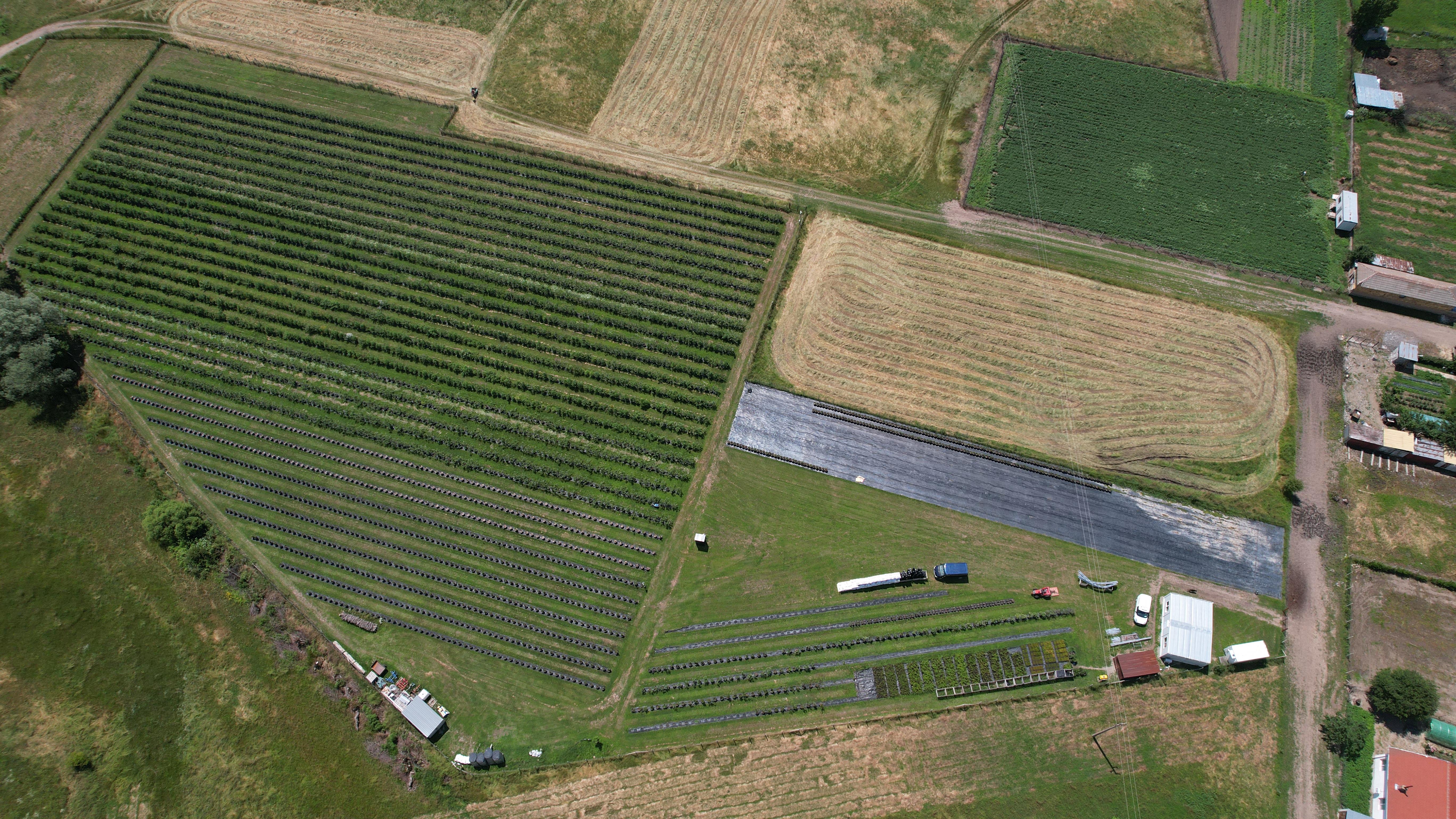 Roseberry Farm